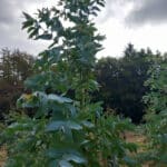 Healthy Eucalyptus at Auchincruive, Sept. 2024