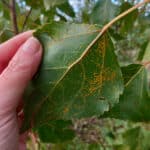 Rust SRC poplar