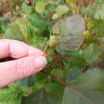 Leaf spot/damage SRC poplar