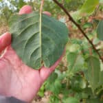 No rust - SRC poplar