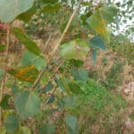 Rust on SRC poplar