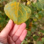Rust on SRC poplar