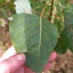 Rust on SRC poplar