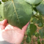No rust - SRC poplar