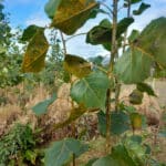 Rust on SRC poplar