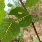 Insect damage to SRC poplar