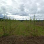 Italian poplar plot
