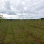 Italian poplar plot