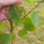 Insect damage on Italian poplar