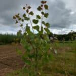 Italian Poplar