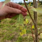Insect damage on Italian poplar