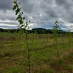 Italian poplar