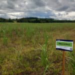 Miscanthus Athena™