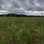 Miscanthus Athena™