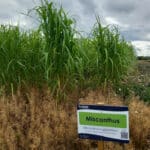 Miscanthus giganteus