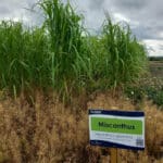 Miscanthus giganteus
