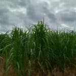 Miscanthus giganteus