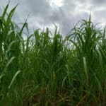 Miscanthus giganteus