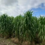 Miscanthus giganteus