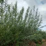 SRC willow at Auchincruive, Sept. 2024