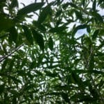 Willow canopy