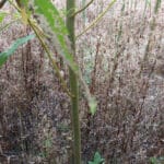 Insect damage on willow