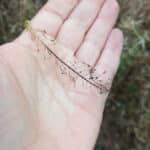 Leaf skeleton