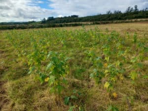 Sida at Auchincruive, Sept. 2024