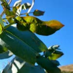 Eucalyptus at Boghall, Sept. 2024