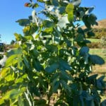 Eucalyptus at Boghall, Sept. 2024