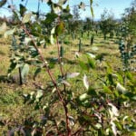 Eucalyptus at Boghall, Sept. 2024