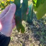 Insect damage on Eucalyptus