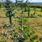 Eucalyptus