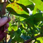 Leaf spot on Eucalyptus (not rust)