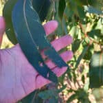 Insect damage on Eucalyptus