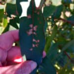 Ghosting on Eucalyptus