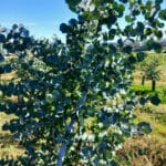 Eucalyptus
