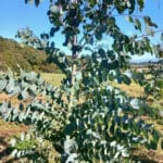 Eucalyptus