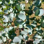 Eucalyptus leaves