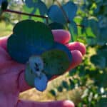 Black aphids on Eucalyptus leaves