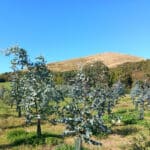 Eucalyptus plot at Boghall, Sept. 2024