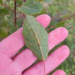 Rust on SRF poplar