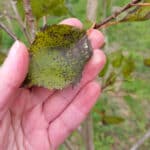 Leaf spot on SRF poplar