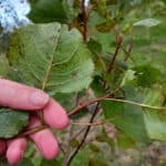 Leaf spot on SRF poplar