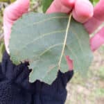 Insect damage on SRF poplar