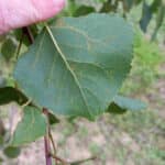 Rust on SRF poplar