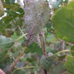 White fungus on SRF poplar