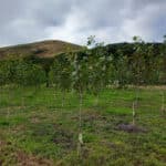 SRF poplar at Boghall, Sept. 2024