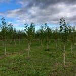 SRF poplar at Boghall, Sept. 2024