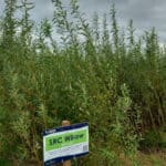 SRC willow at Boghall, Sept. 2024